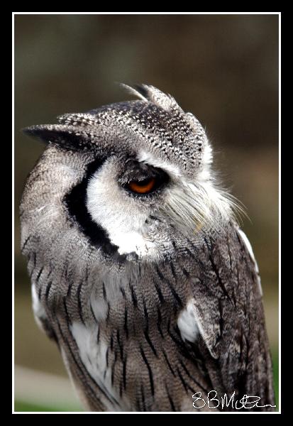 Owl: Photograph by Steve Milner Owl: Photograph by Steve Milner